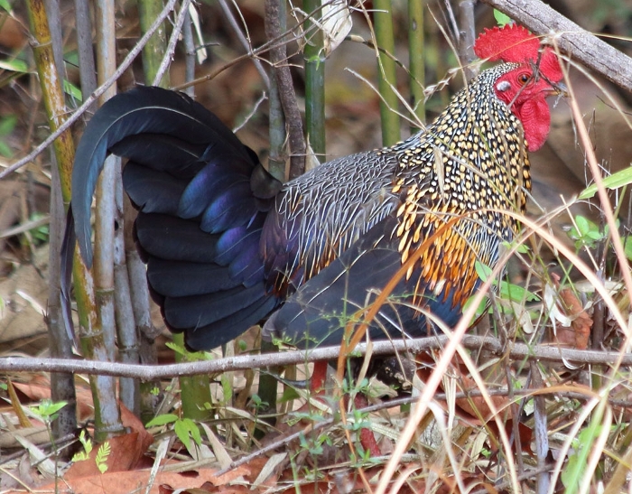 Haan Sonnerathoen (Gallus sonneratii)