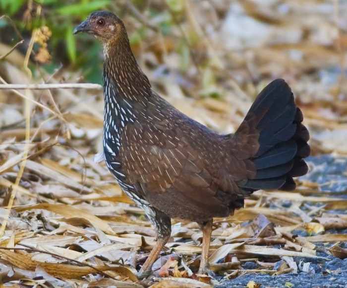 Hen Sonnerathoen (Gallus sonneratii)