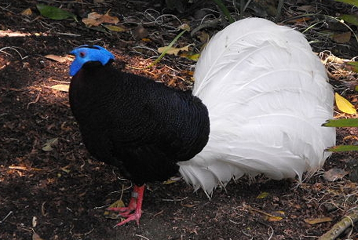 Haan Bulwerfazant (Lophura bulweri)
