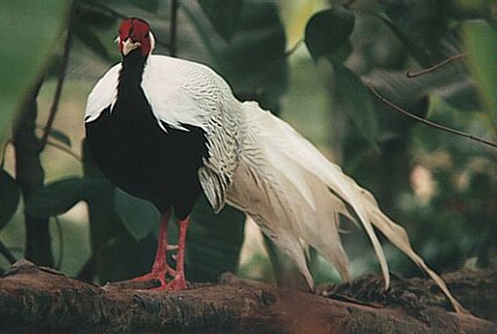 Haan zilverfazant (Lophura nycthemera)
