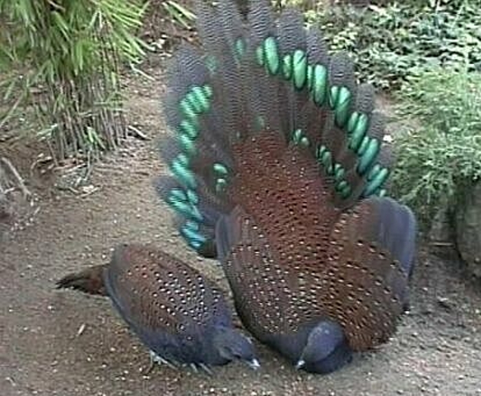 Bergpauwfazant (Polyplectron inopinatum)