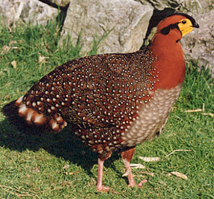 Haan Blythtragopaan (Tragopan blythii)