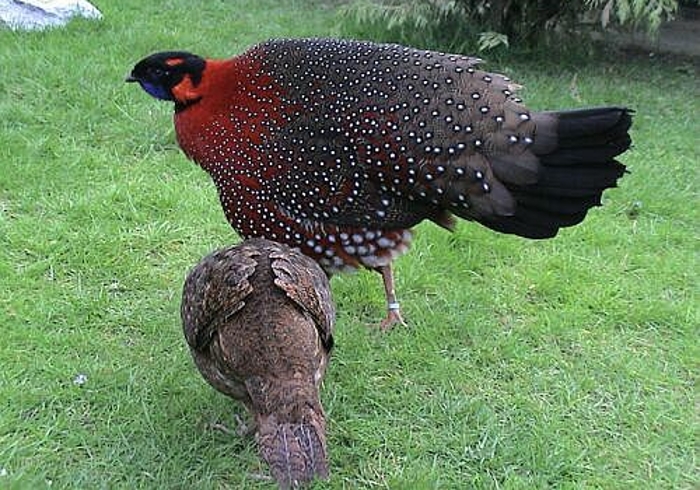 Satyrtragopaan paartje (Tragopan satyra)