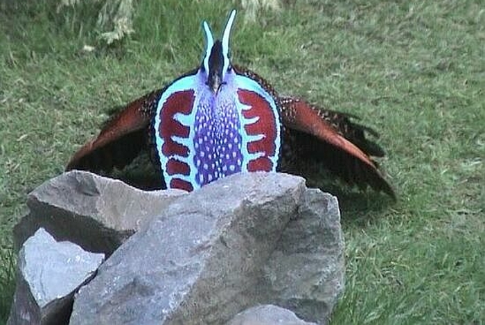 Temmincktragopaan baltsende haan (Tragopan temminckii)