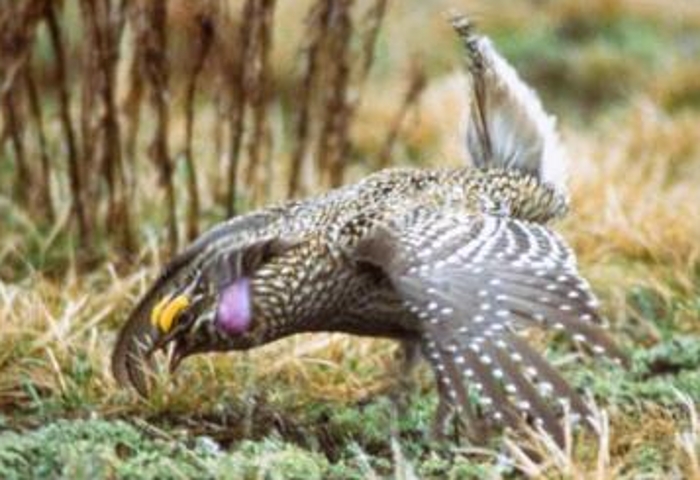 Haan stekelstaarthoen (Tympanuchus phasianellus)